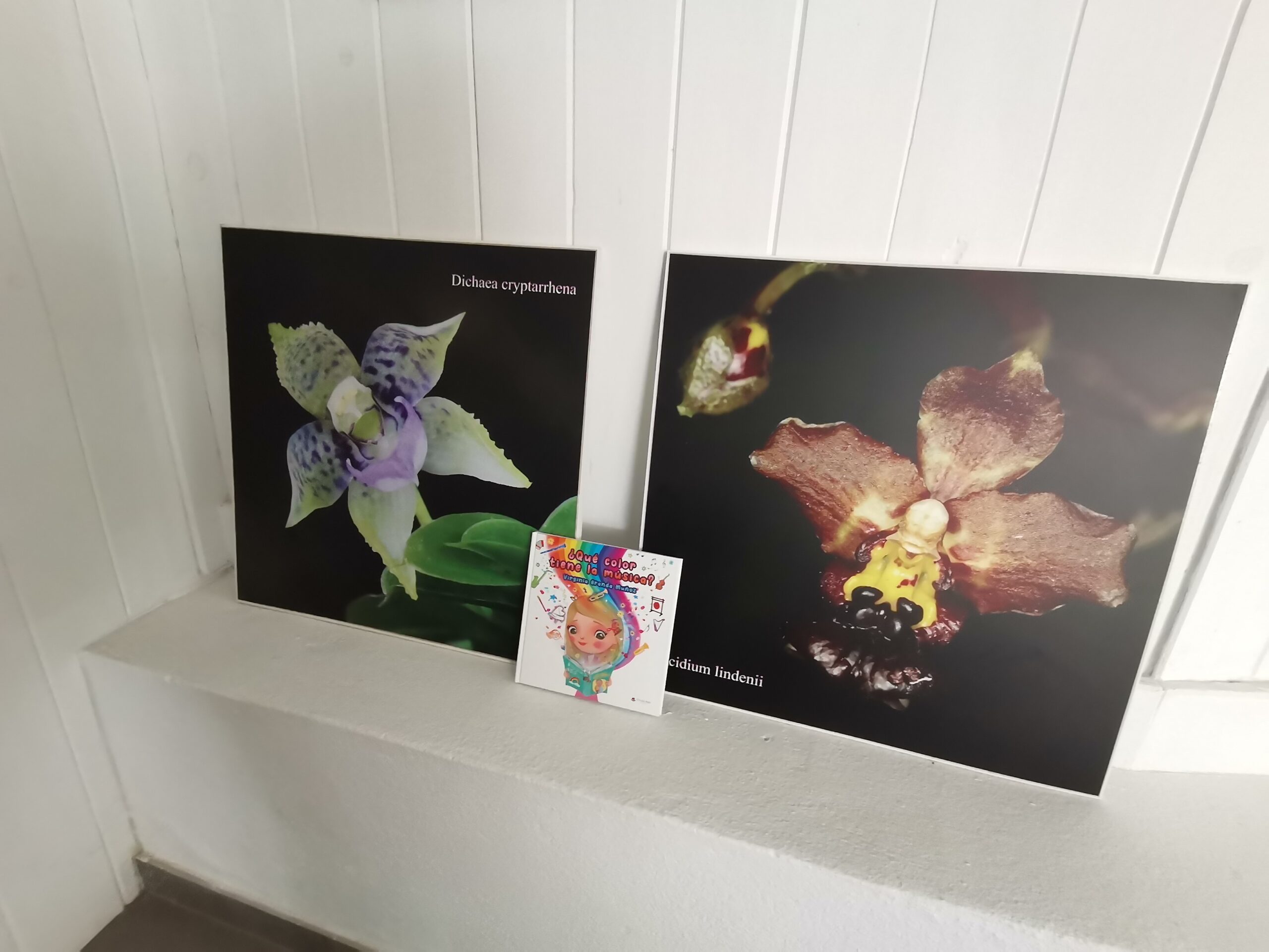Alma fotos orquídeas