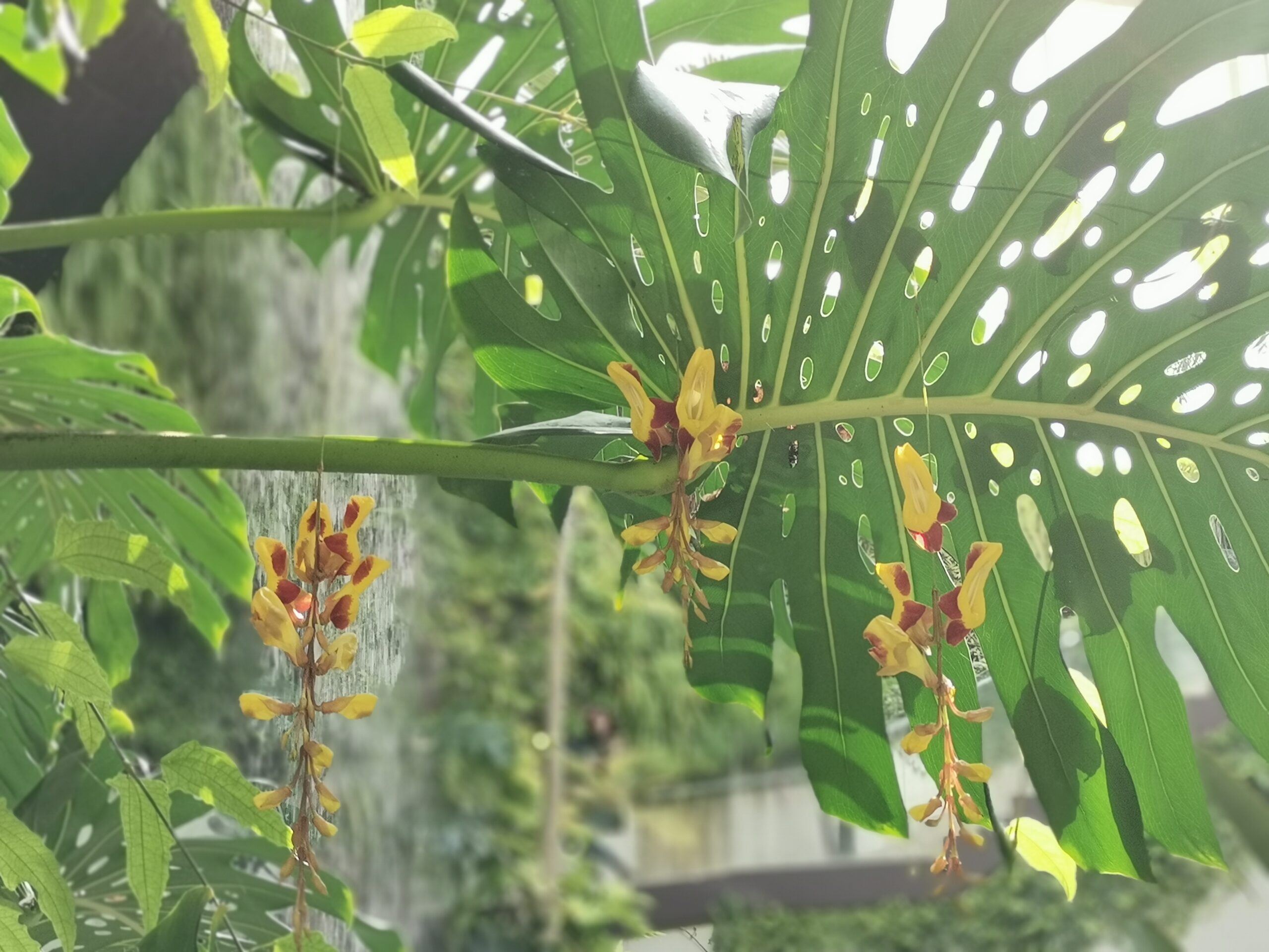 orquidea-platano
