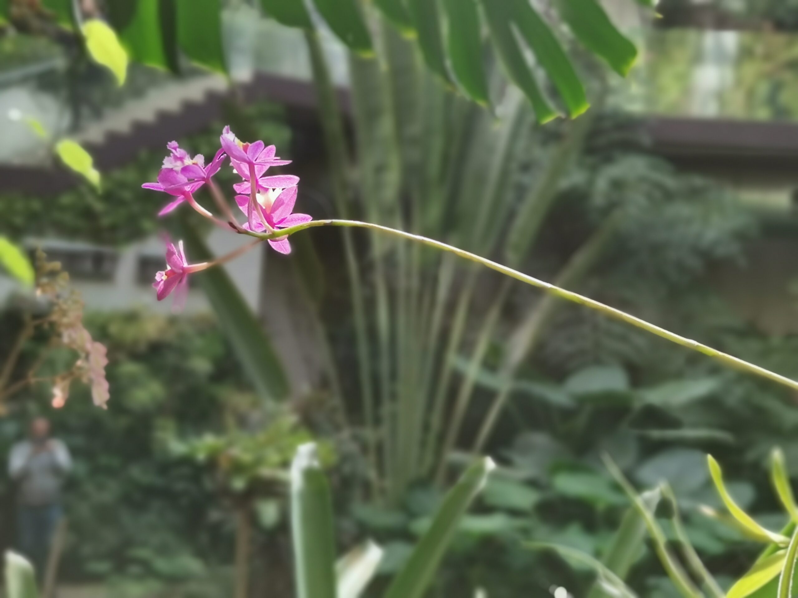 orquidea-rosa